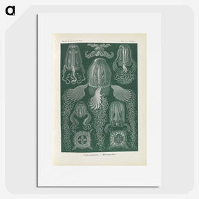 3-31_Ernst-Haeckel_picture