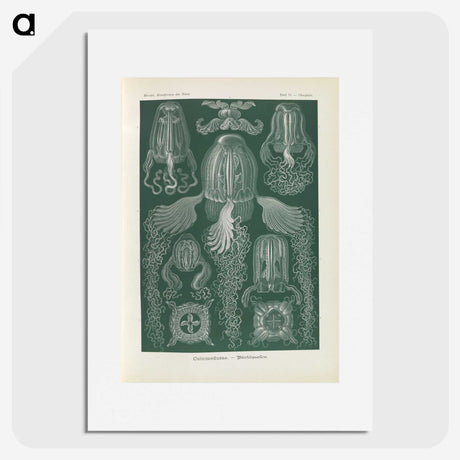 3-31_Ernst-Haeckel_picture