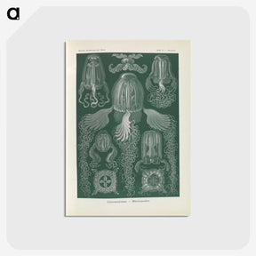 3-31_Ernst-Haeckel_postcard