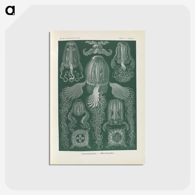 3-31_Ernst-Haeckel_postcard