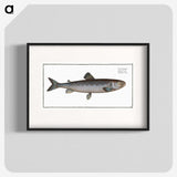 3-31_Ichtyologie-ou-Histoire-naturelle_blk