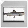 3-31_Ichtyologie-ou-Histoire-naturelle_canvas