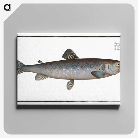 3-31_Ichtyologie-ou-Histoire-naturelle_canvas