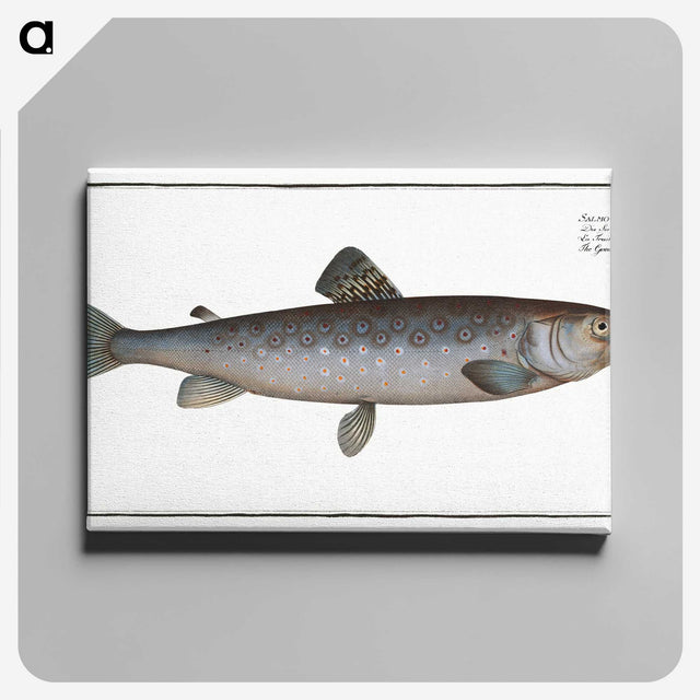 3-31_Ichtyologie-ou-Histoire-naturelle_canvas