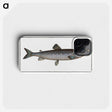 3-31_Ichtyologie-ou-Histoire-naturelle_phone