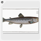 3-31_Ichtyologie-ou-Histoire-naturelle_picture-crop