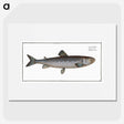 3-31_Ichtyologie-ou-Histoire-naturelle_picture