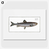 3-31_Ichtyologie-ou-Histoire-naturelle_picture