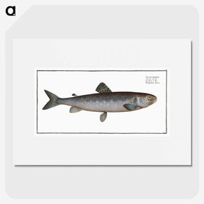 3-31_Ichtyologie-ou-Histoire-naturelle_picture