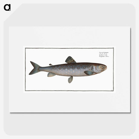 3-31_Ichtyologie-ou-Histoire-naturelle_picture