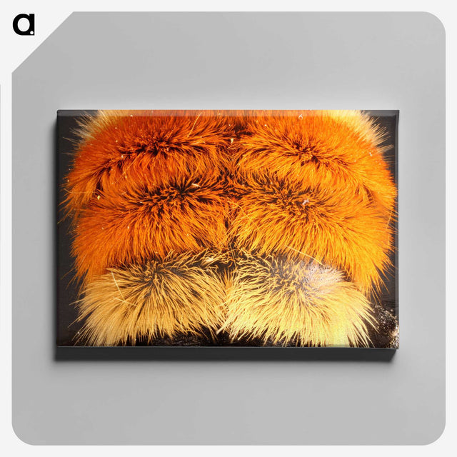 3-31_Insects-Unlocked-Project_canvas