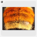 3-31_Insects-Unlocked-Project_picture-crop
