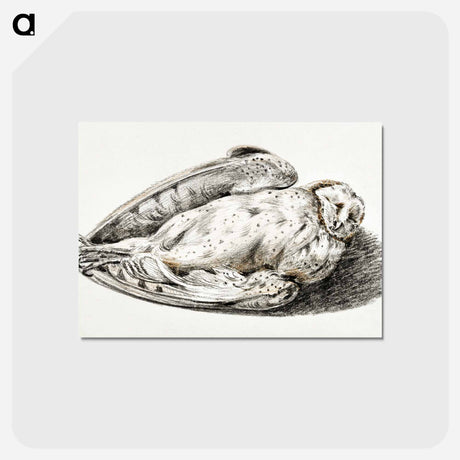 アートポストカード-Dead owl - ジャン ベルナール Postcard.