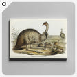 3-31_John-Gould_canvas