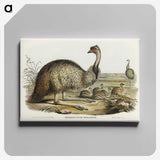 3-31_John-Gould_canvas