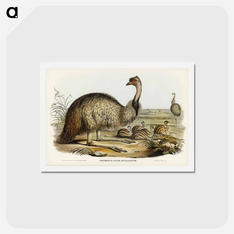 アートポストカード-The Emu
 - ジョン グールド Postcard.