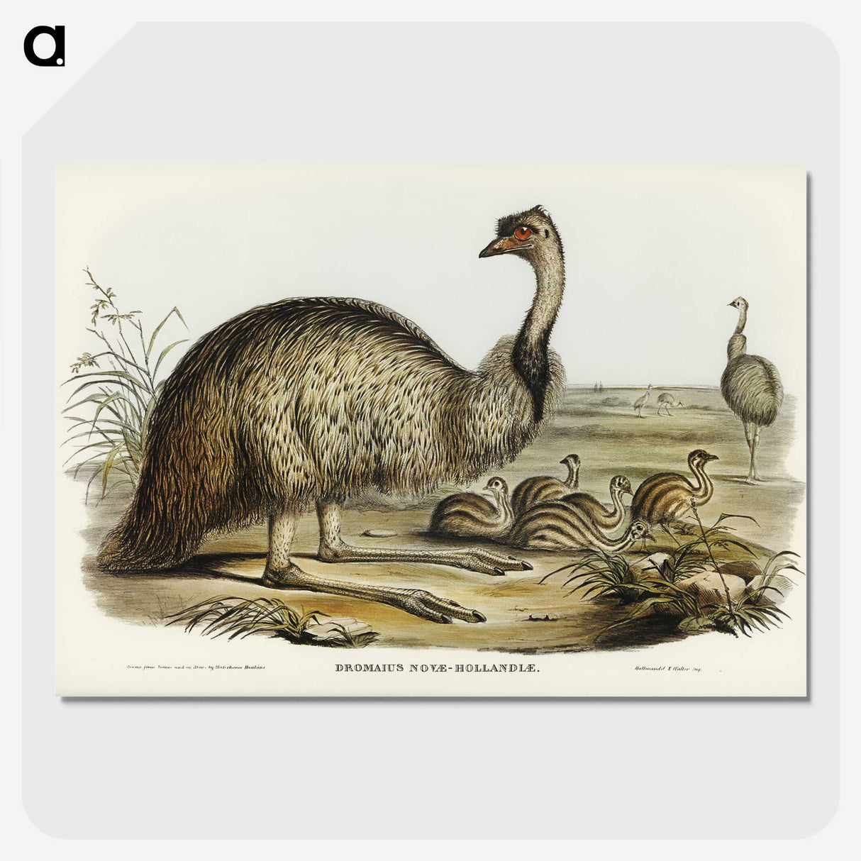 3-31_John-Gould_picture-crop