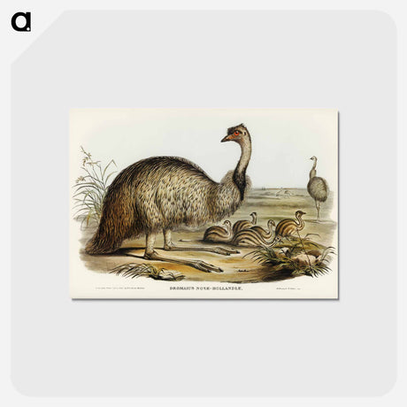 アートポストカード-The Emu
 - ジョン グールド Postcard.
