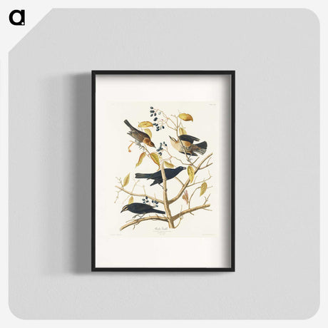 3-31_John-James-Audubon_blk