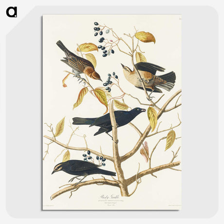 3-31_John-James-Audubon_picture-crop