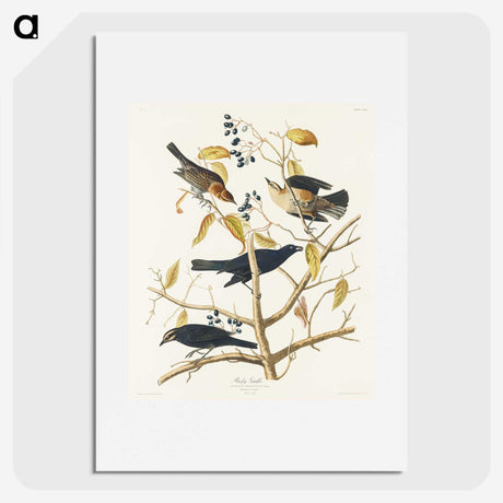 3-31_John-James-Audubon_picture