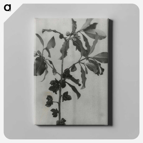 3-31_Leslie-Adkin_canvas