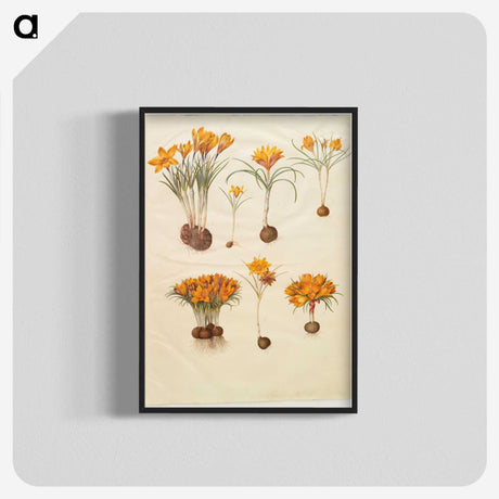 3-31_Maria-Sibylla-Merian_blk-crop