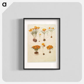 アートポスター-Crocus angustifolius
 - マリア ジビーラ メーリアン Poster.