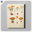 アートパネル-Crocus angustifolius
 - マリア ジビーラ メーリアン Canvas.