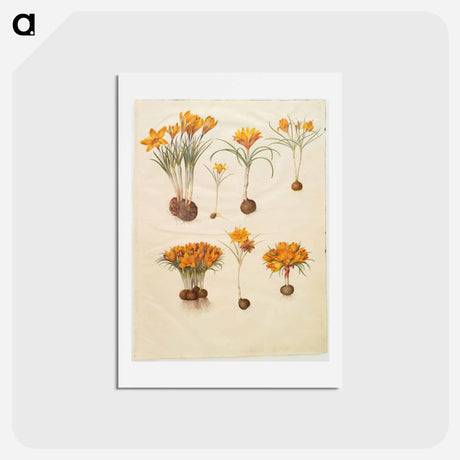 アートポストカード-Crocus angustifolius
 - マリア ジビーラ メーリアン Postcard.