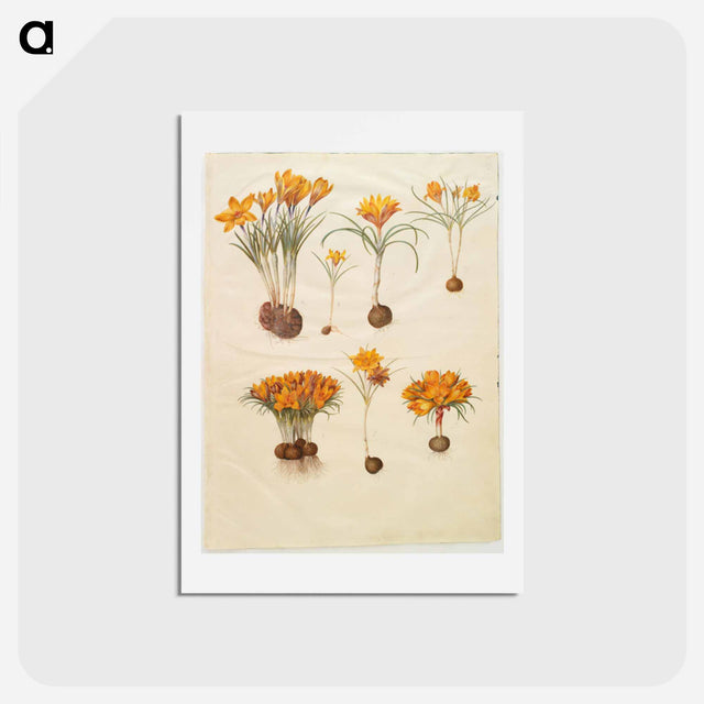 アートポストカード-Crocus angustifolius
 - マリア ジビーラ メーリアン Postcard.