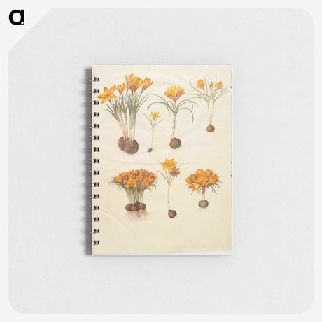 3-31_Maria-Sibylla-Merian_memo