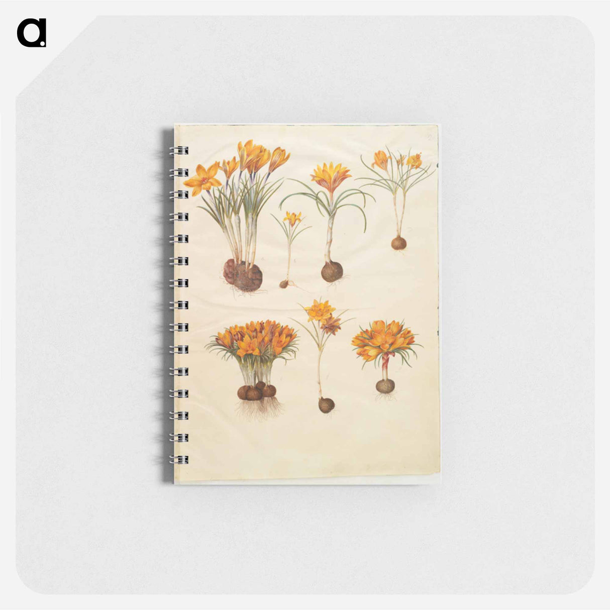 アートメモ帳-Crocus angustifolius
 - マリア ジビーラ メーリアン Memo.
