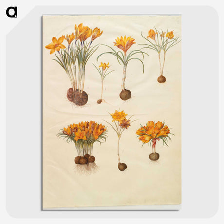 3-31_Maria-Sibylla-Merian_picture-crop