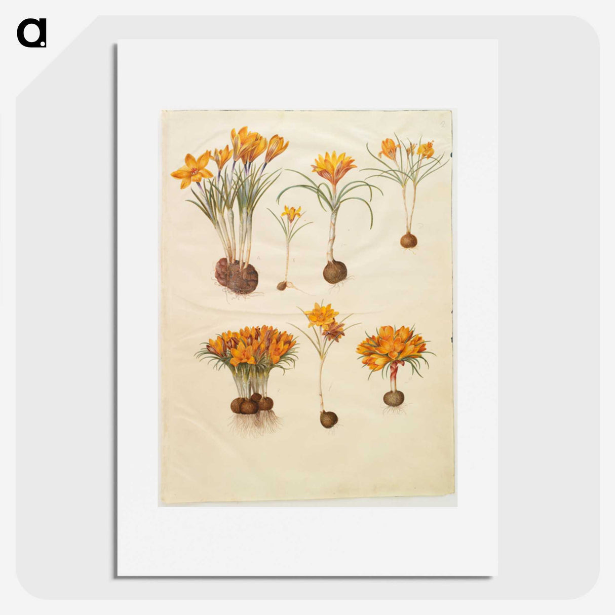 3-31_Maria-Sibylla-Merian_picture