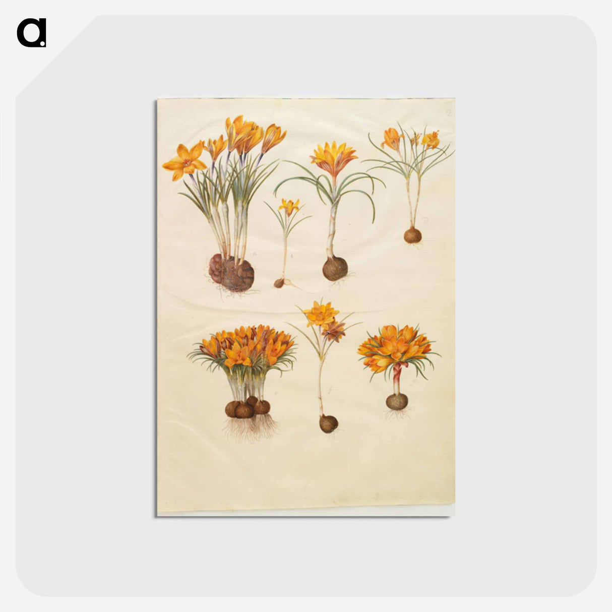 アートポストカード-Crocus angustifolius
 - マリア ジビーラ メーリアン Postcard.