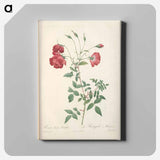 アートパネル-Rose illustration - ピエール ジョゼフ ルドゥーテ Canvas.
