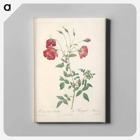 アートパネル-Rose illustration - ピエール ジョゼフ ルドゥーテ Canvas.