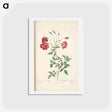 アートポストカード-Rose illustration - ピエール ジョゼフ ルドゥーテ Postcard.