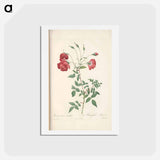 アートポストカード-Rose illustration - ピエール ジョゼフ ルドゥーテ Postcard.
