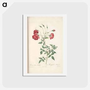 アートポストカード-Rose illustration - ピエール ジョゼフ ルドゥーテ Postcard.