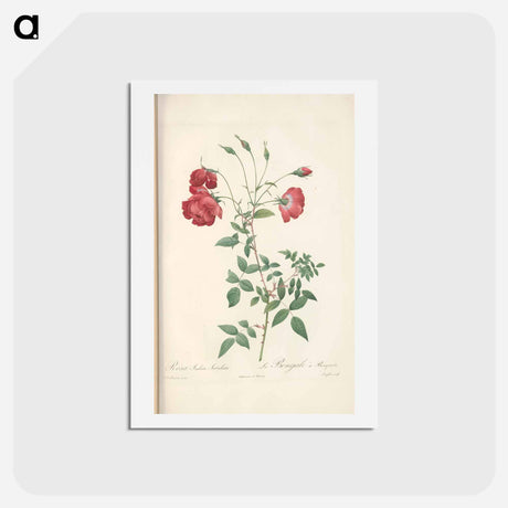 アートポストカード-Rose illustration - ピエール ジョゼフ ルドゥーテ Postcard.