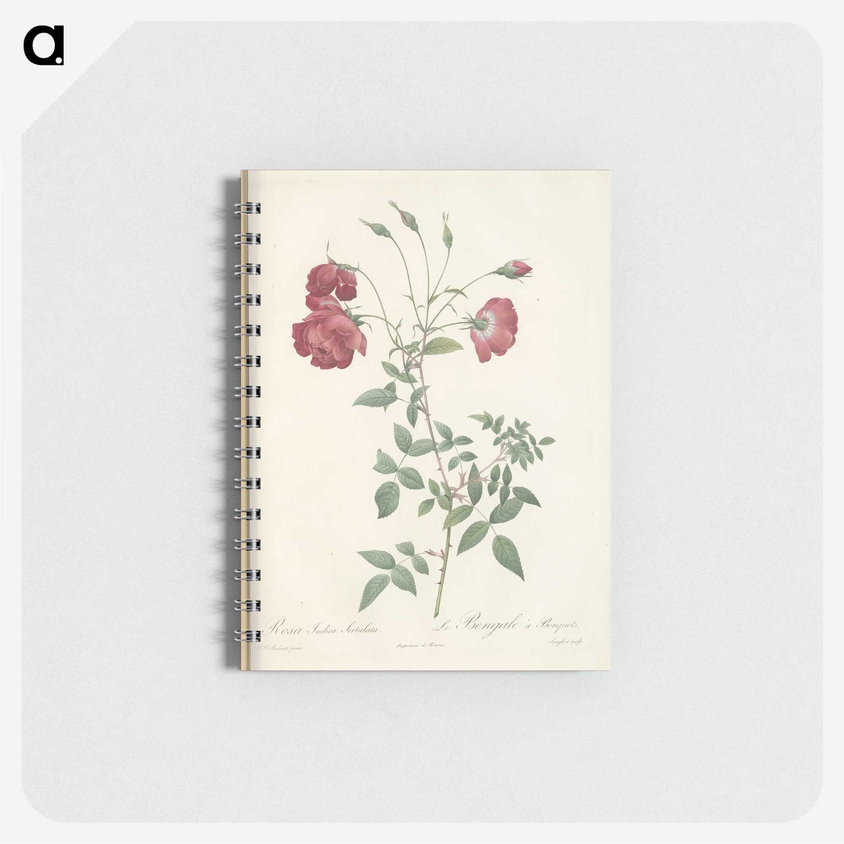 3-31_Pierre-Joseph-Redoute_memo