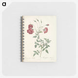3-31_Pierre-Joseph-Redoute_memo