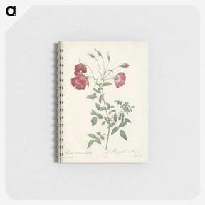 3-31_Pierre-Joseph-Redoute_memo