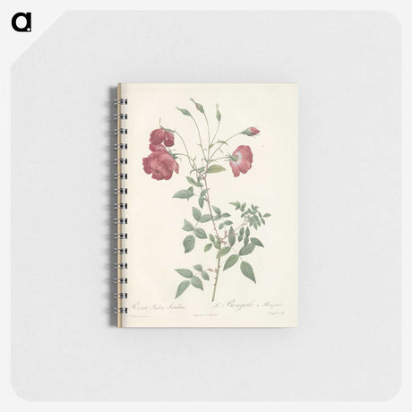 3-31_Pierre-Joseph-Redoute_memo