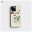 3-31_Pierre-Joseph-Redoute_phone