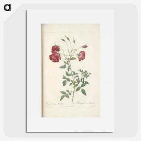 3-31_Pierre-Joseph-Redoute_picture