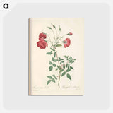 アートポストカード-Rose illustration - ピエール ジョゼフ ルドゥーテ Postcard.