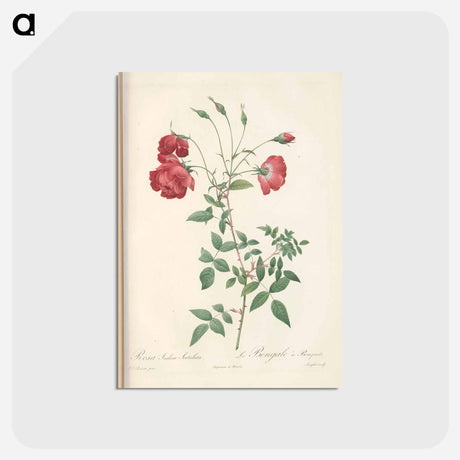 アートポストカード-Rose illustration - ピエール ジョゼフ ルドゥーテ Postcard.
